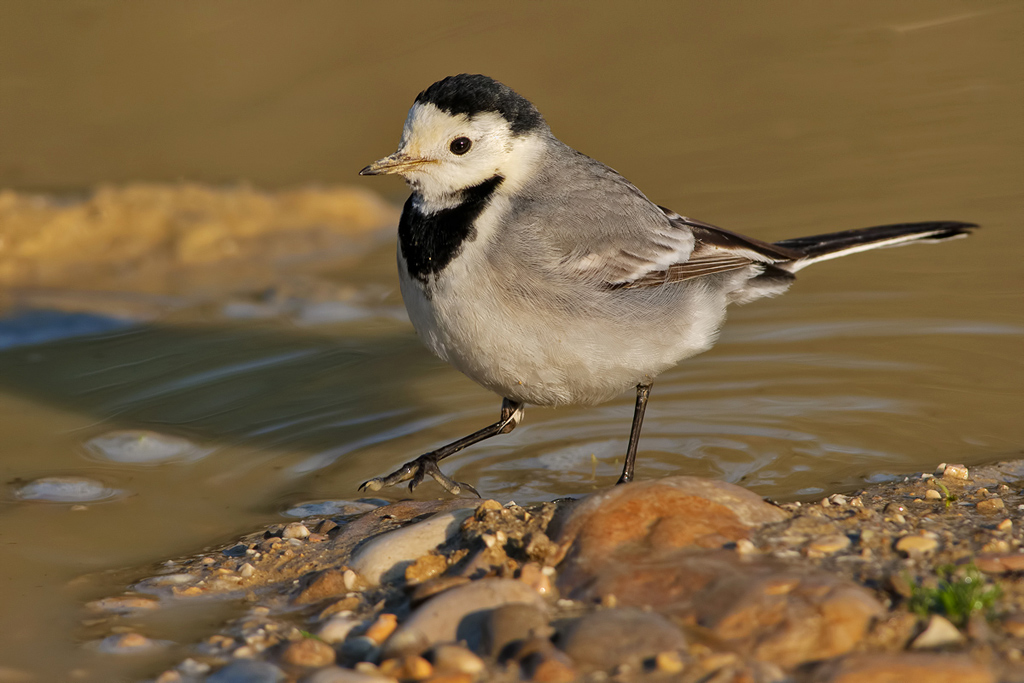 ballerina bianca (Motacilla alba)